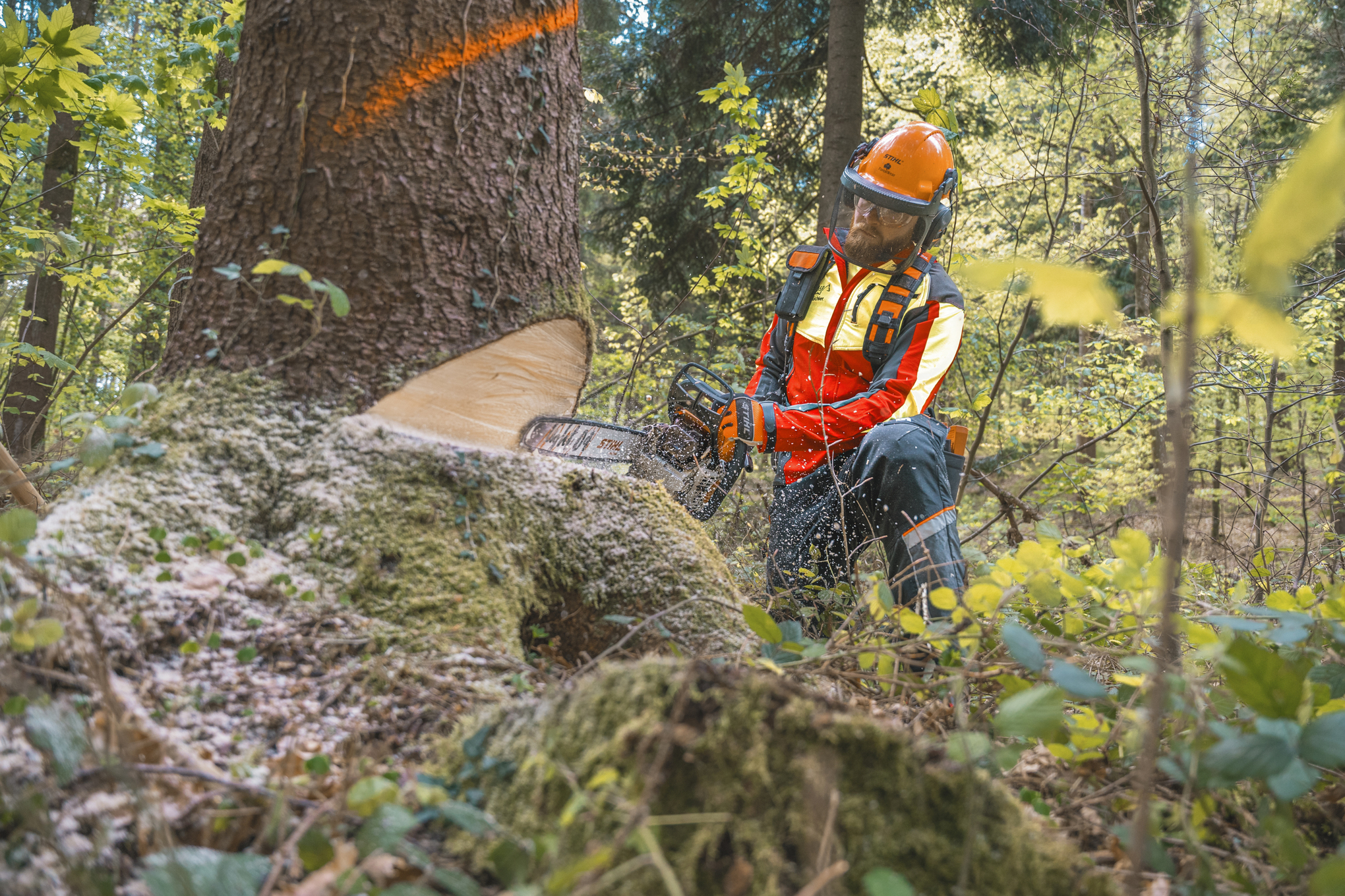 Markus Küchler ścina drzewo benzynową pilarką łańcuchową STIHL MS 400 C-M
