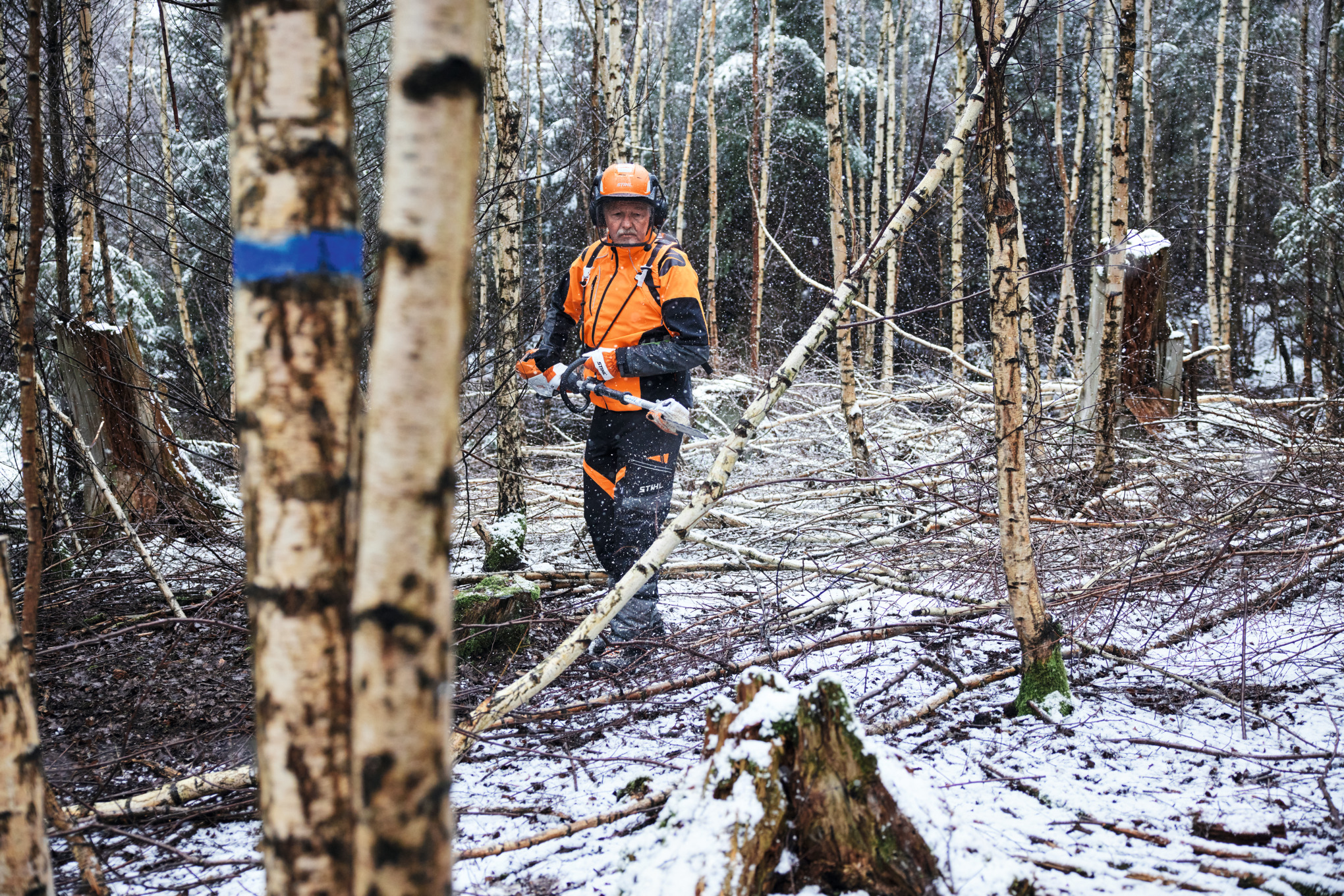 Mężczyzna w sprzęcie ochronnym tnie brzozę akumulatorową podkrzesywarką STIHL HTA 150