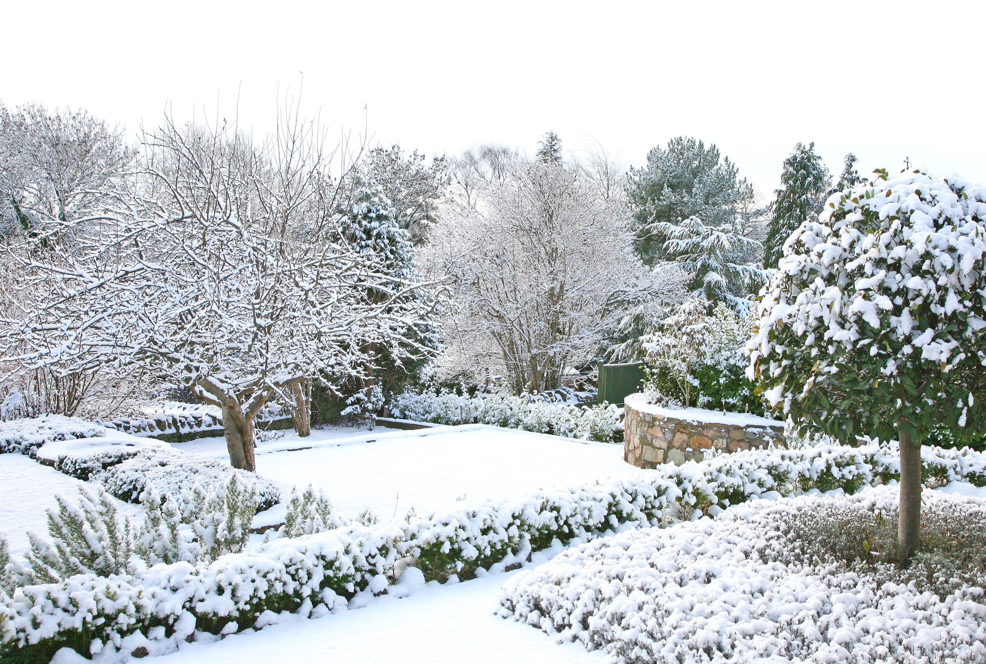 Ogród pokryty śniegiem zimą