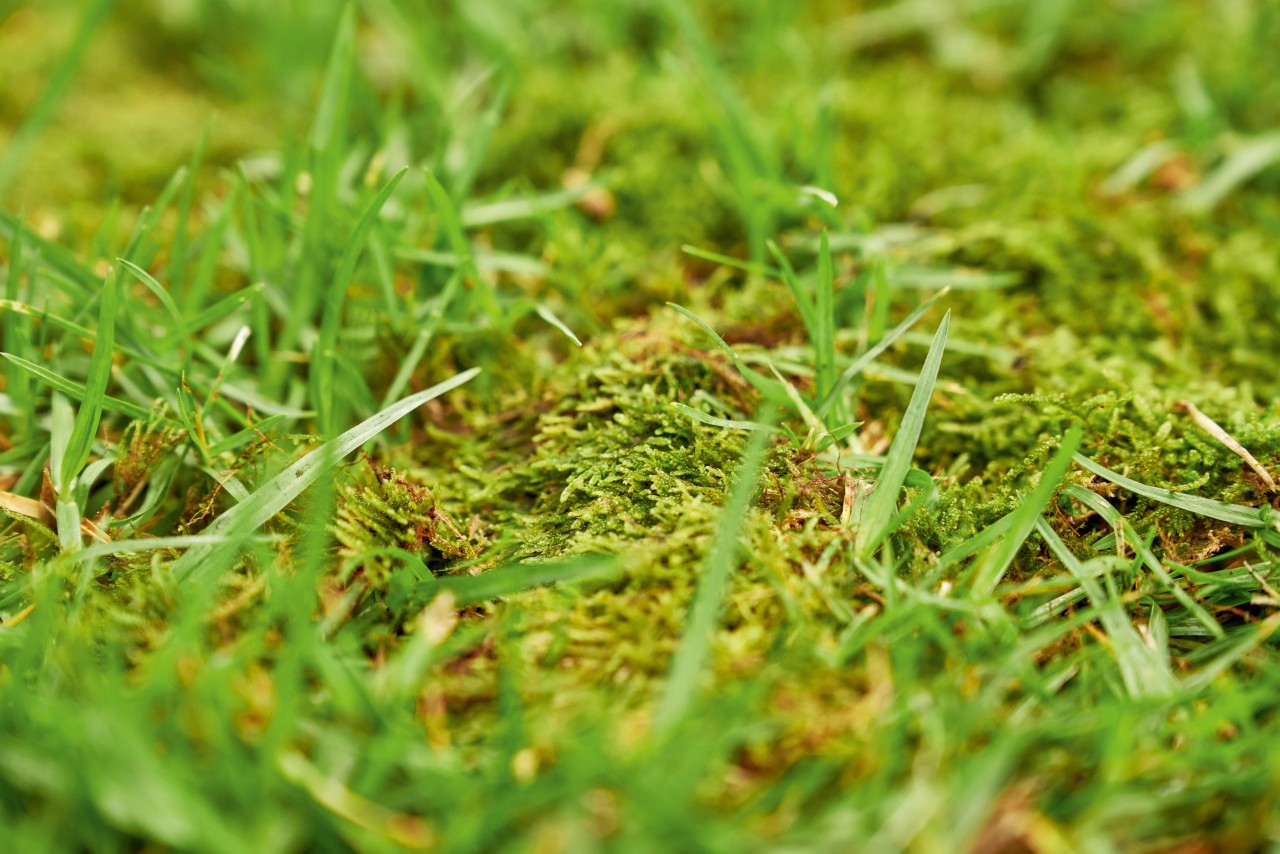 Close-up: moss in a lawn